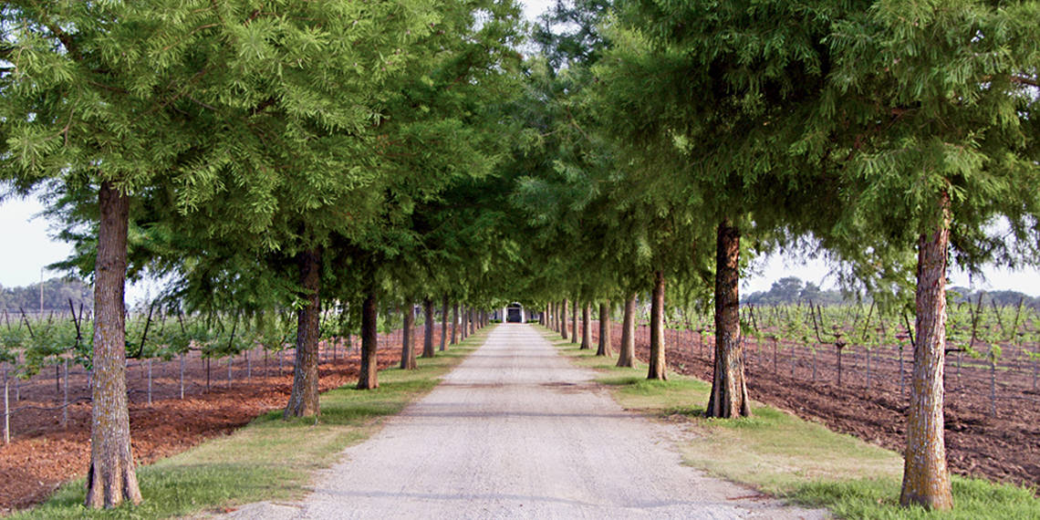 A vineyard near Lake Buchanan